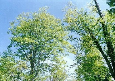 GY002