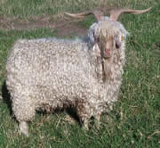angora_keci